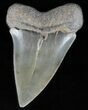 Huge, Fossil Mako Shark Tooth - Georgia #61683-1